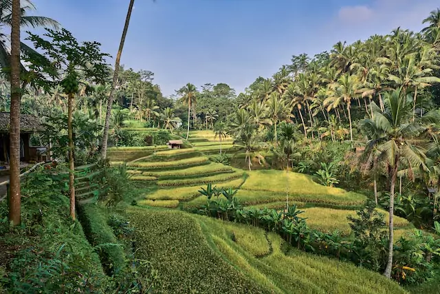 Tegalalang Explorer: Unforgettable Visual Memories in the Heart of Bali